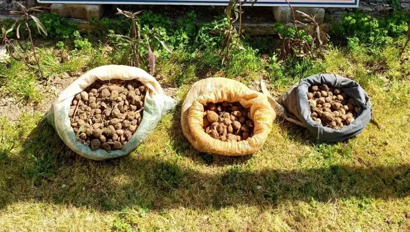 Türkiye'de 10 Kilo Salep Toplarken Yakalanan 3 Kişi: İşte Olayın Ayrıntıları