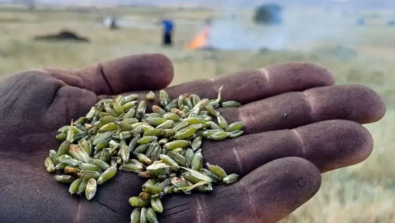 Firik Sezonu Başladı: Lezzetli ve Sağlıklı Alternatifler Pazarları Sallıyor
