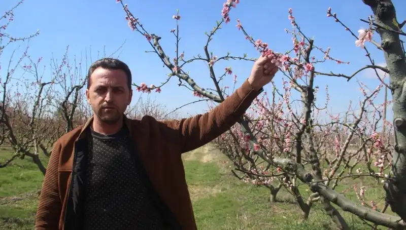Don Olayı Sonrası Çiçek Açan Ağaçların Kaderi: Meyve Olmayacak mı?