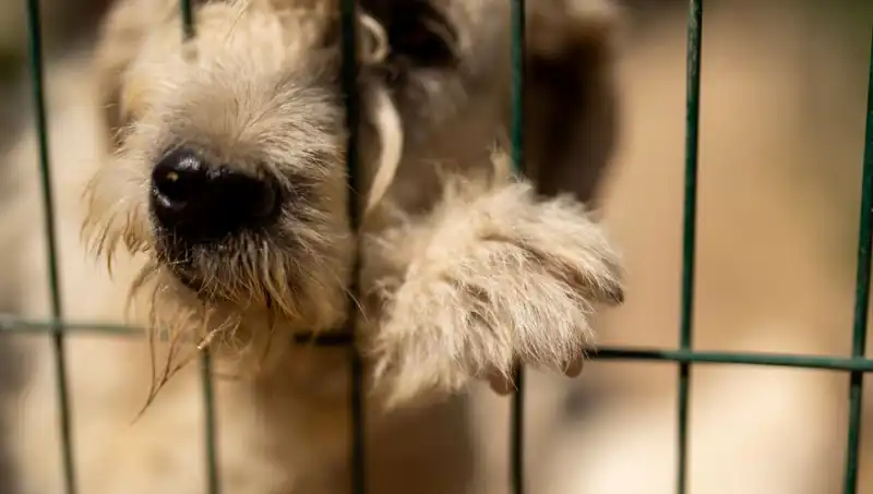 İş Stresi: Çalışanlar Kadar Köpekler de Neden Zarar Görüyor?